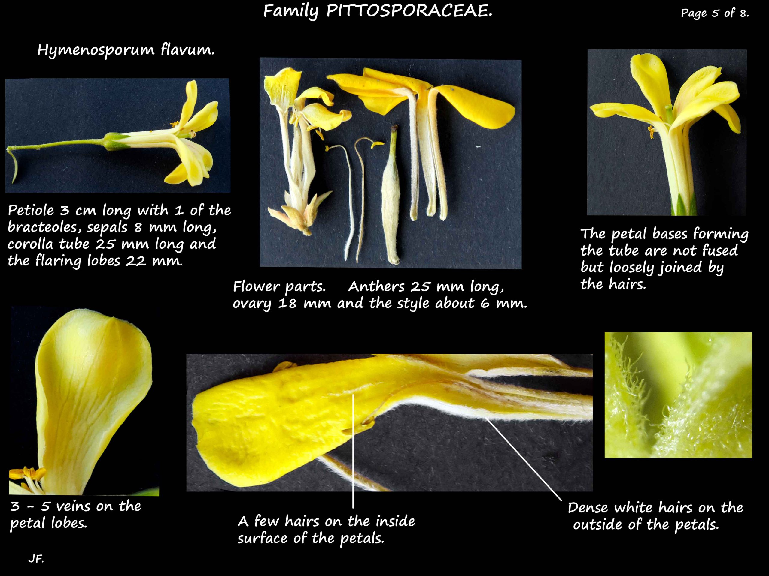 5 Hymenosporum flavum petals